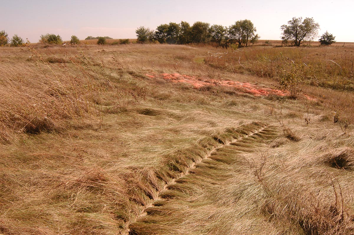 Fields We Have Known