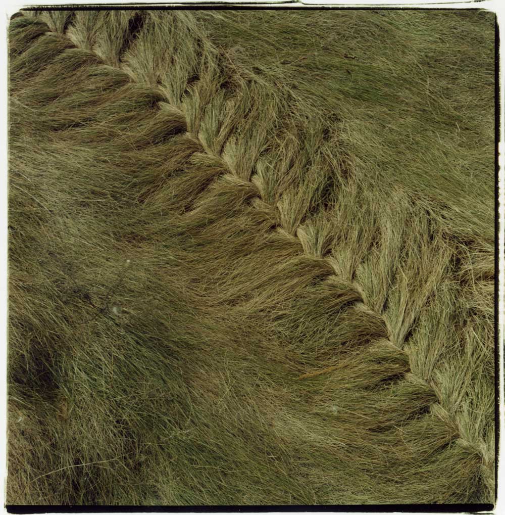 Braided grass, Nebraska