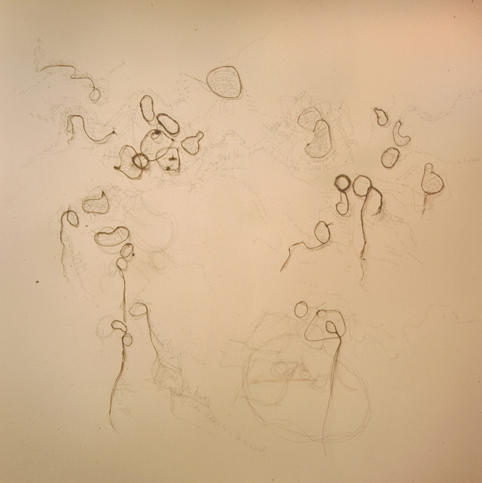 Nebraska field, tassel