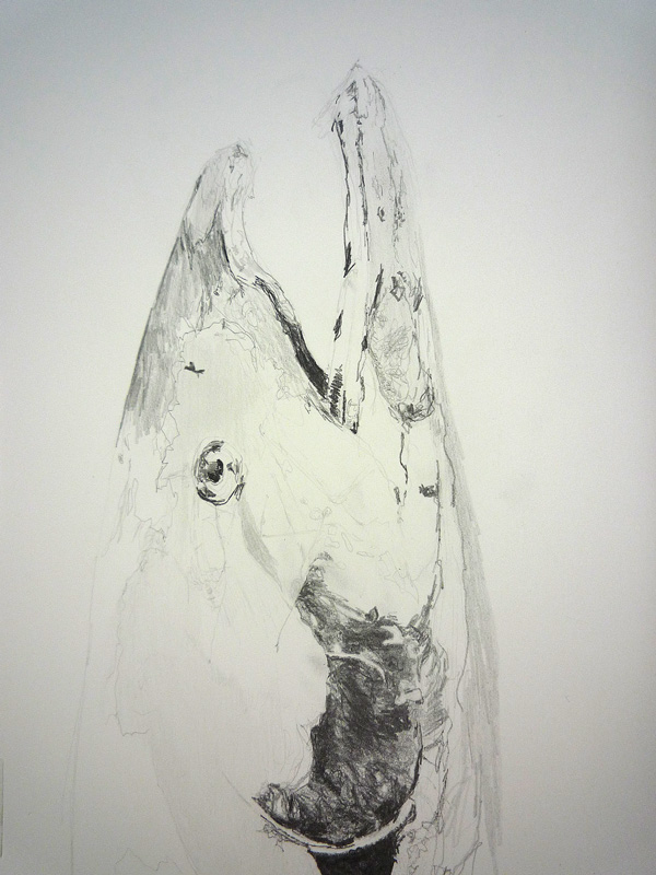 Chinook salmon drawing