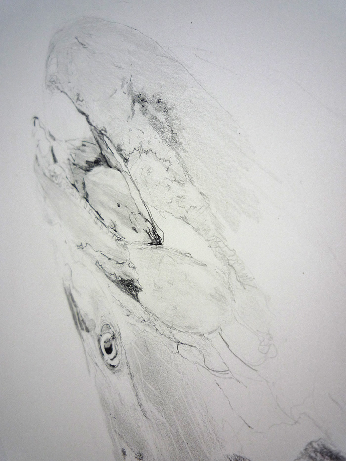 Chinook salmon drawing