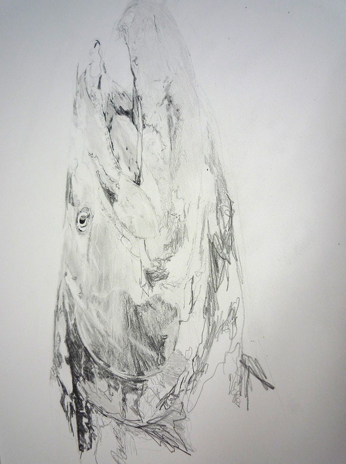 Chinook salmon drawing