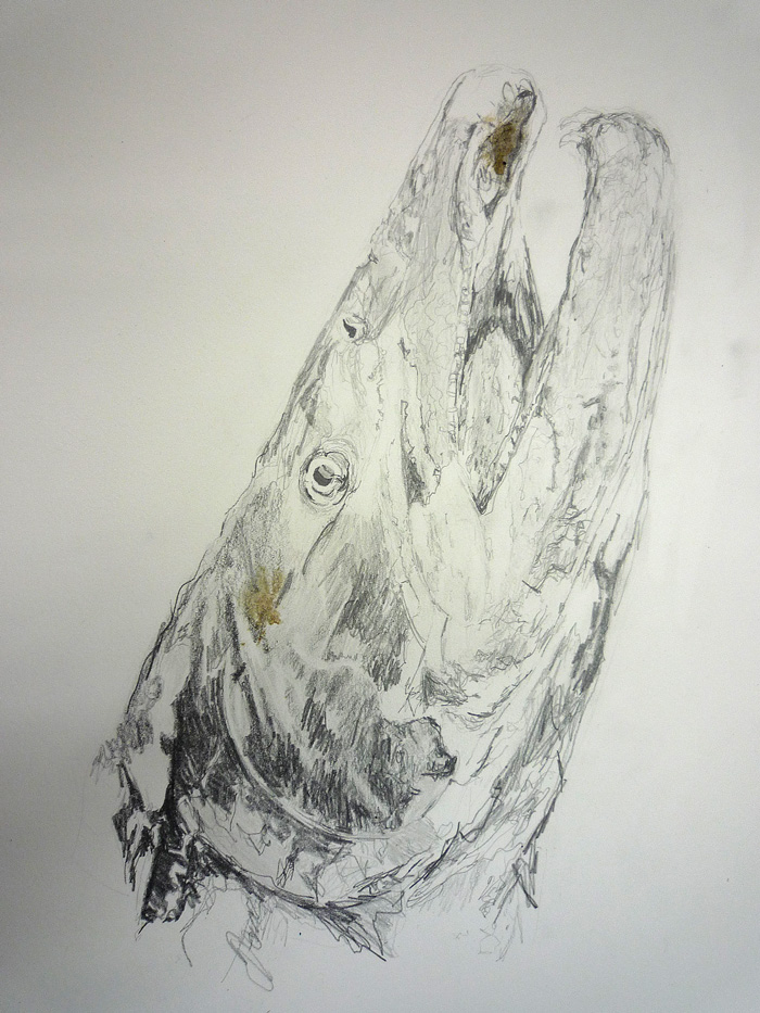 Chinook salmon drawing