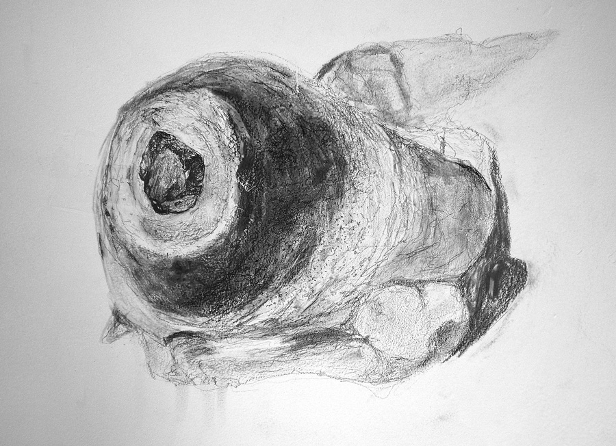 Salmon eye drawing