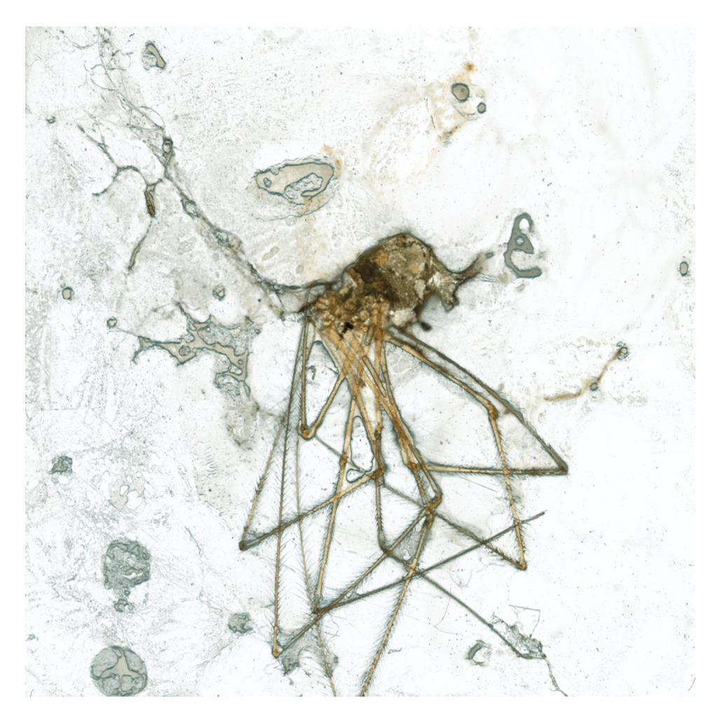 Insect slide projection