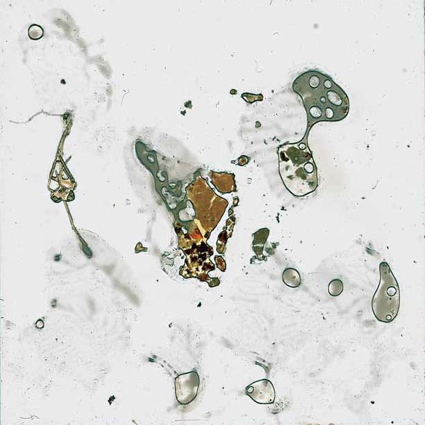 Insect slide projection