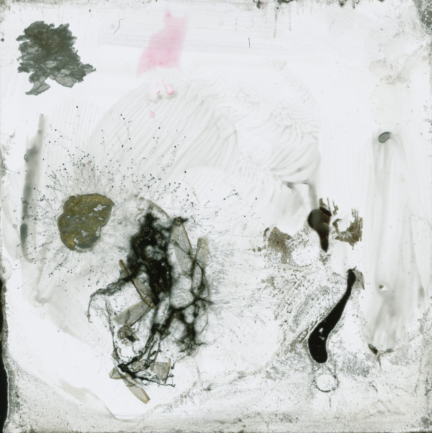 Insect slide projection