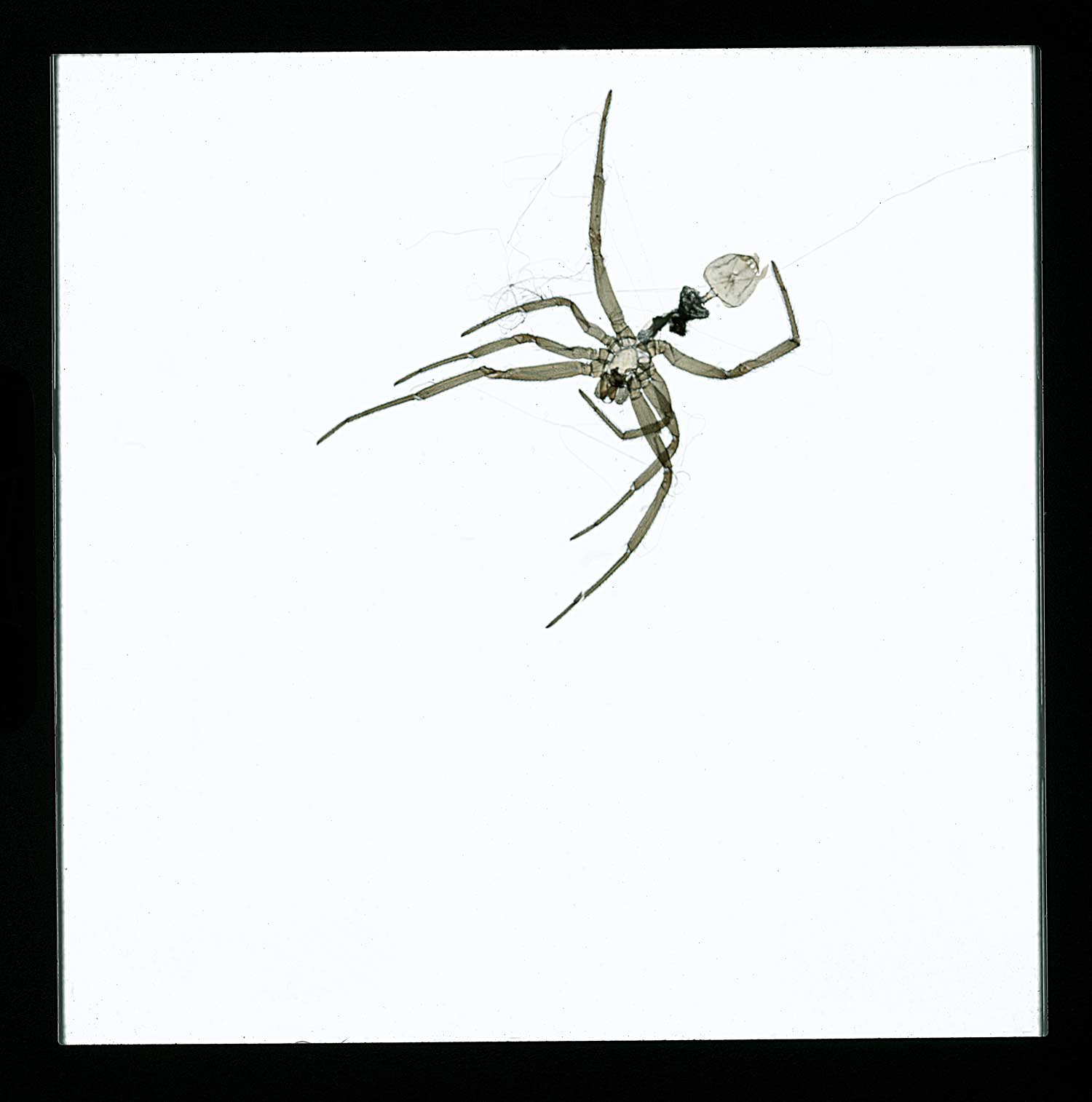 Insect slide projection