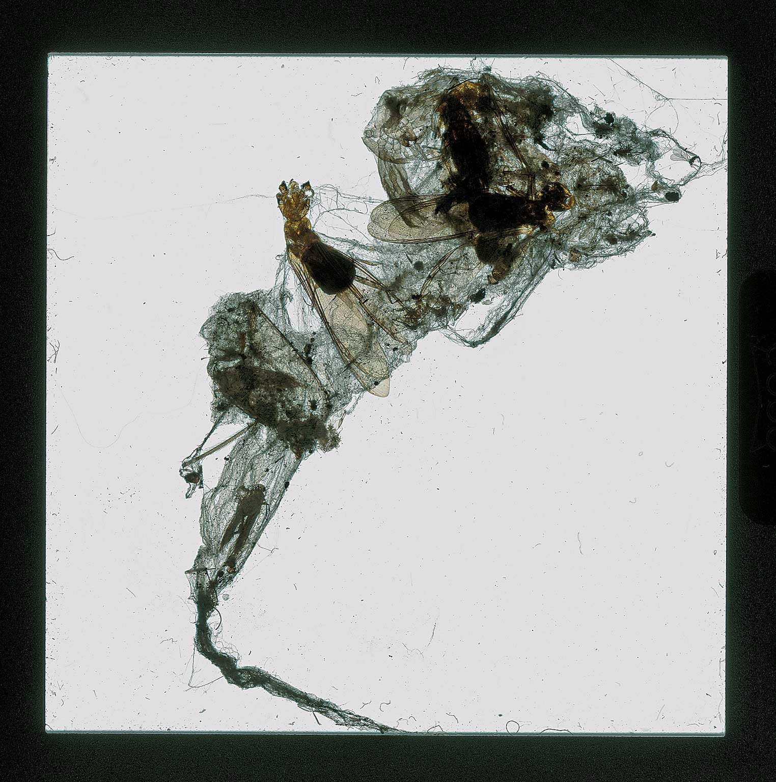 Insect slide projection