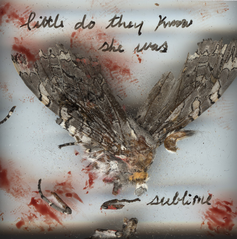 Moth slide: little do they know she was sublime
