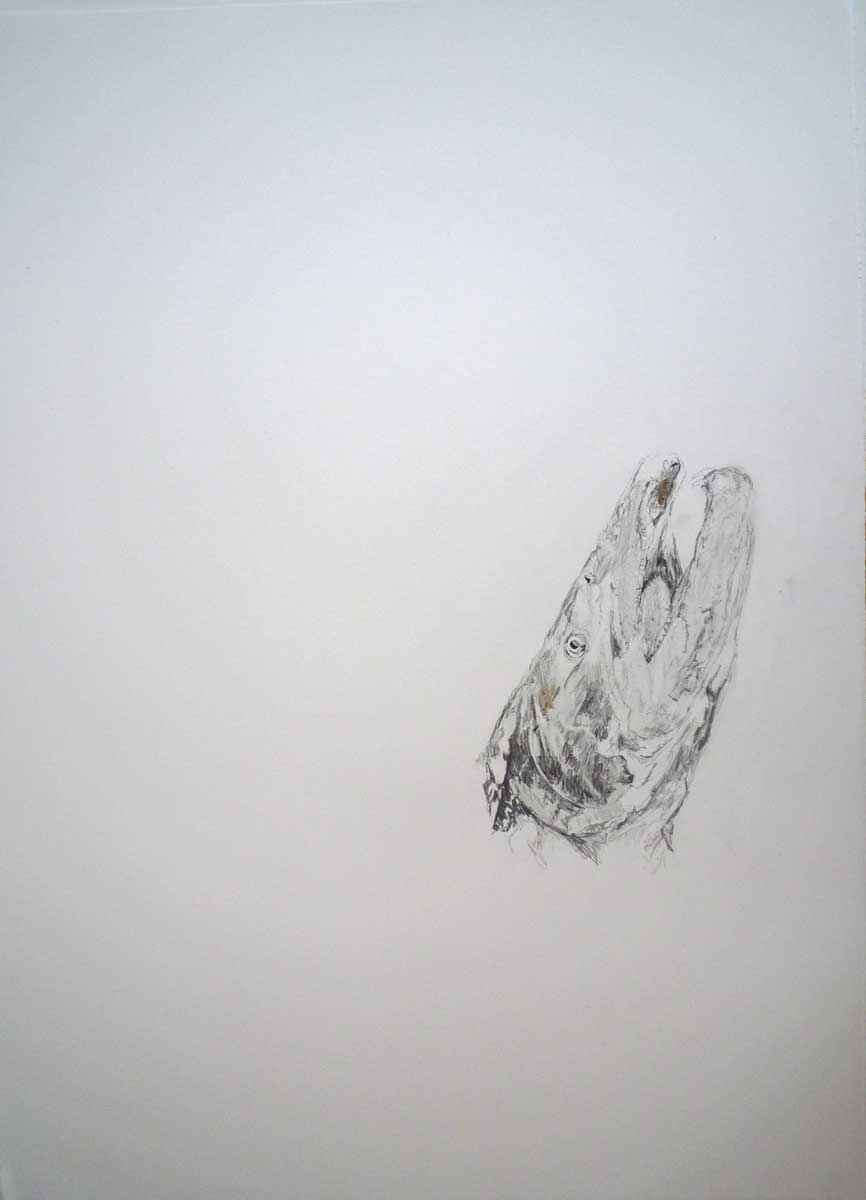 Graphite salmon head drawing