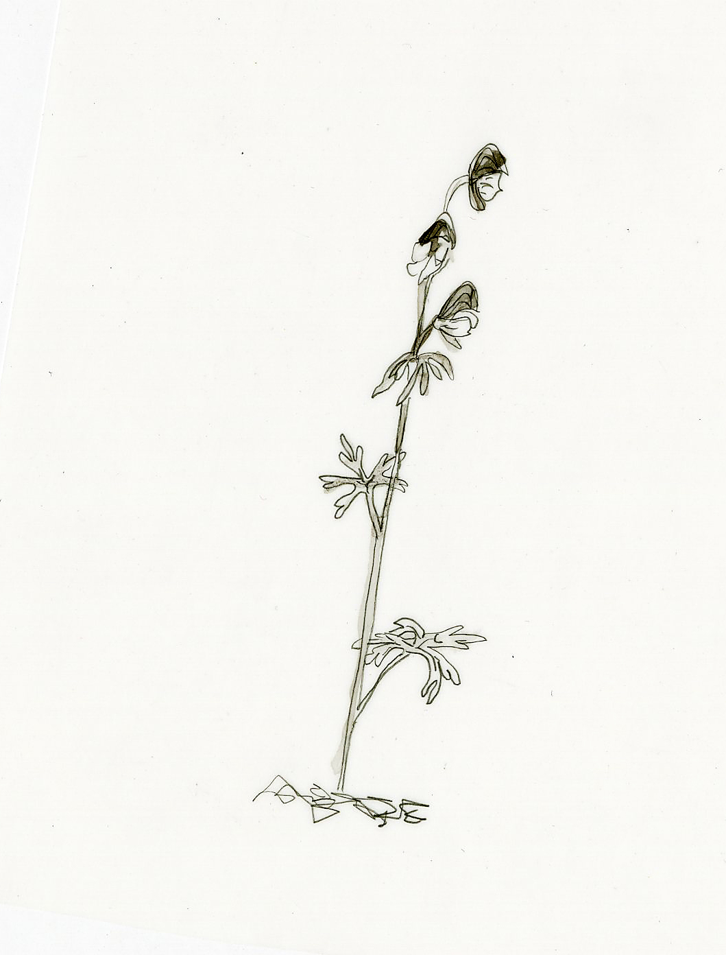 Drawing of Mackenzie Delta